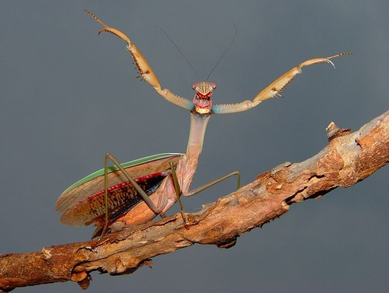 Comedy praying mantis wedding